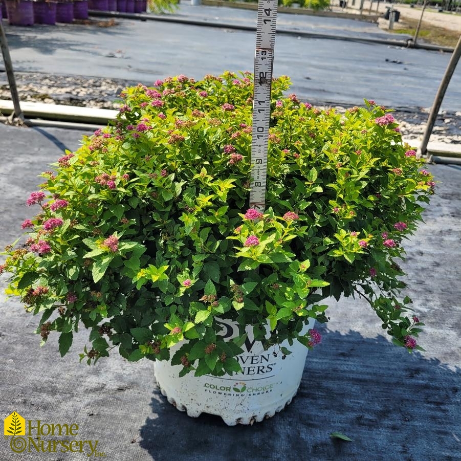 Spiraea japonica Double Play&reg; Gold