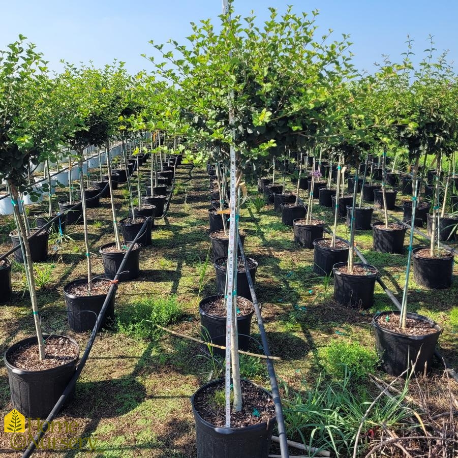 Syringa meyeri Palibin' tree