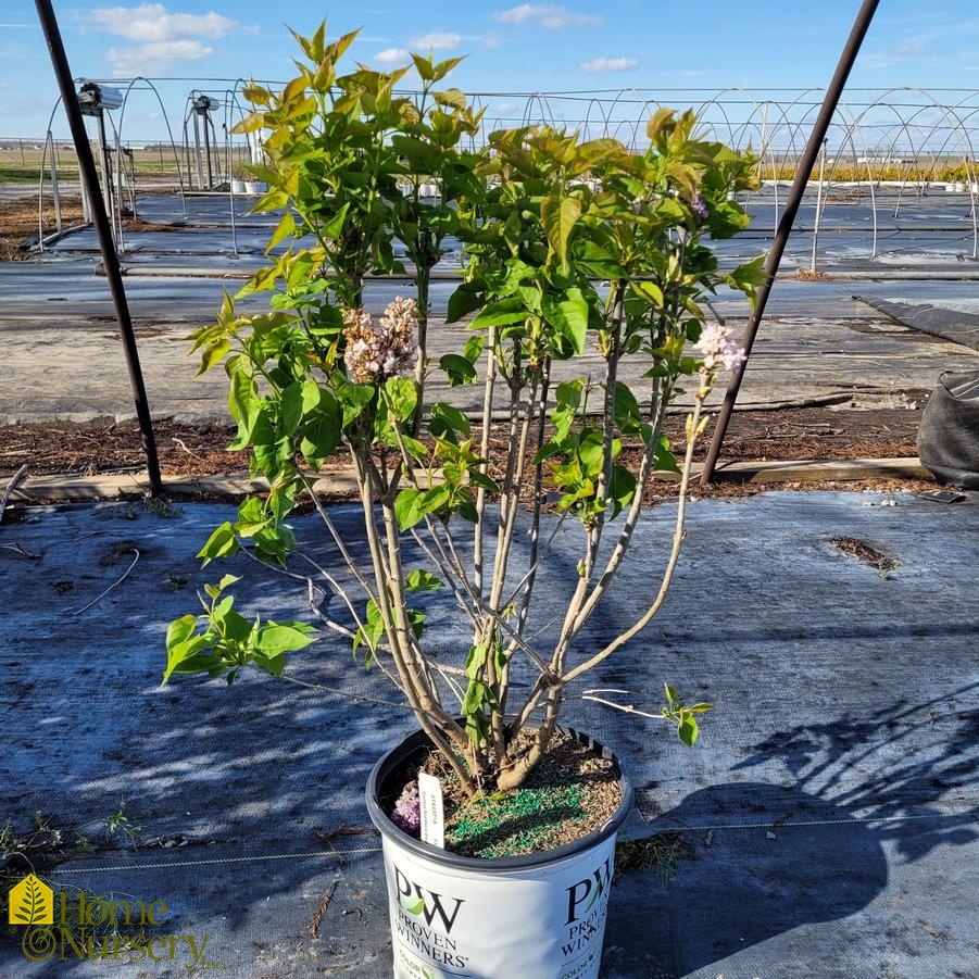 Syringa x hyacinthiflora Scentara® Double Blue
