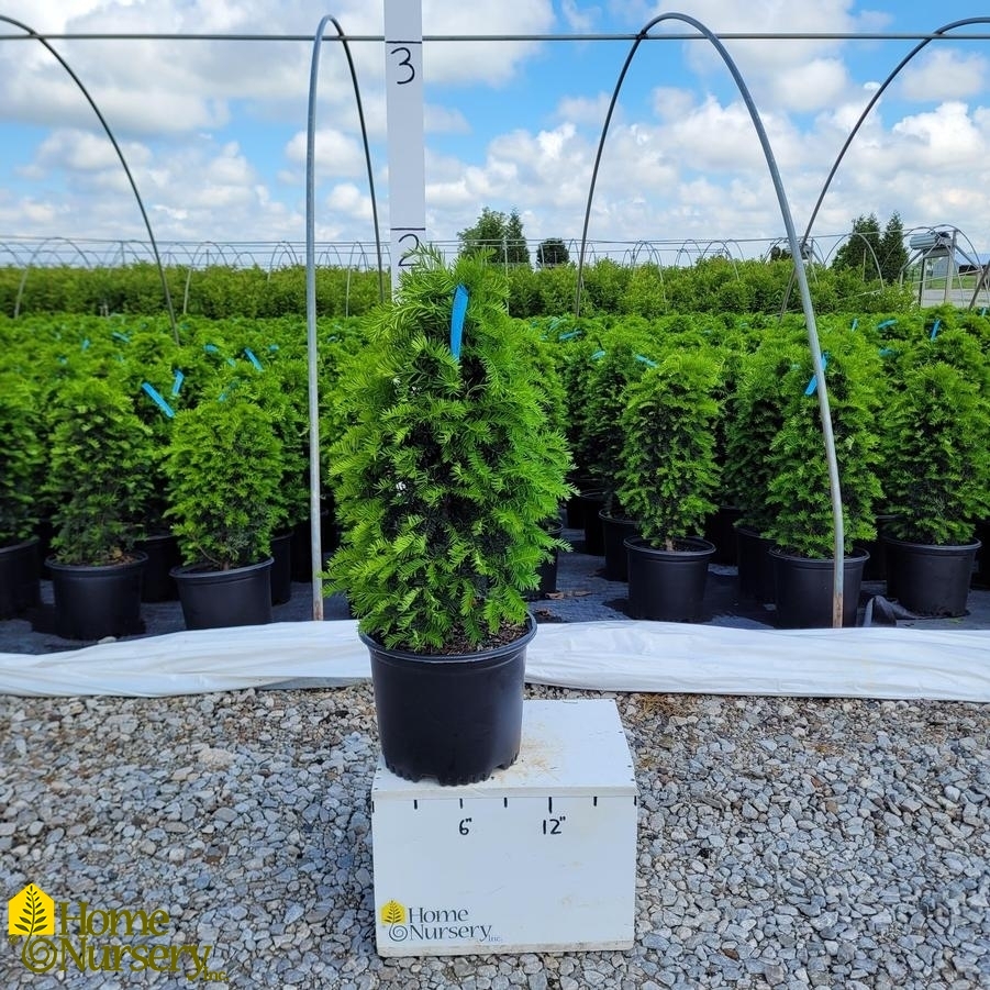 Taxus cuspidata 'Fastigiata'