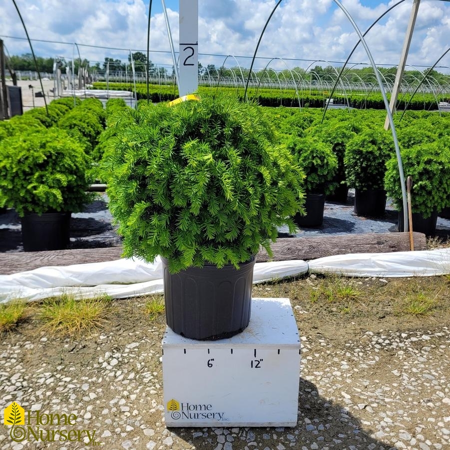 Taxus x media 'Brownii'