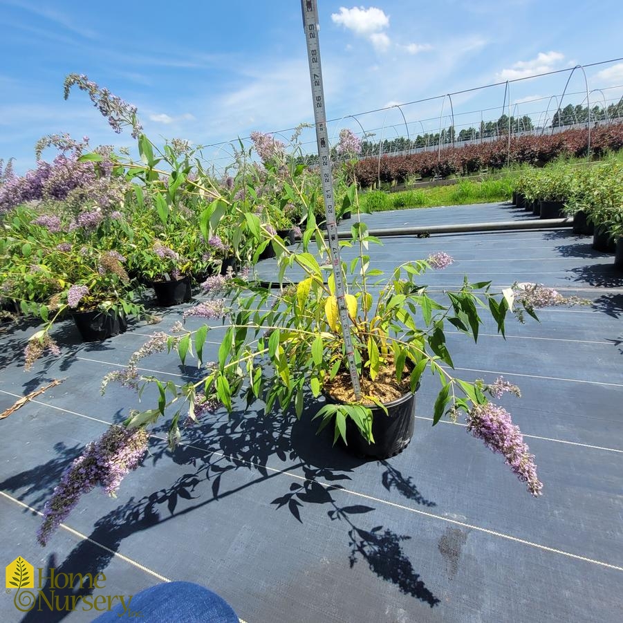 Buddleia x 'Grand Cascade'