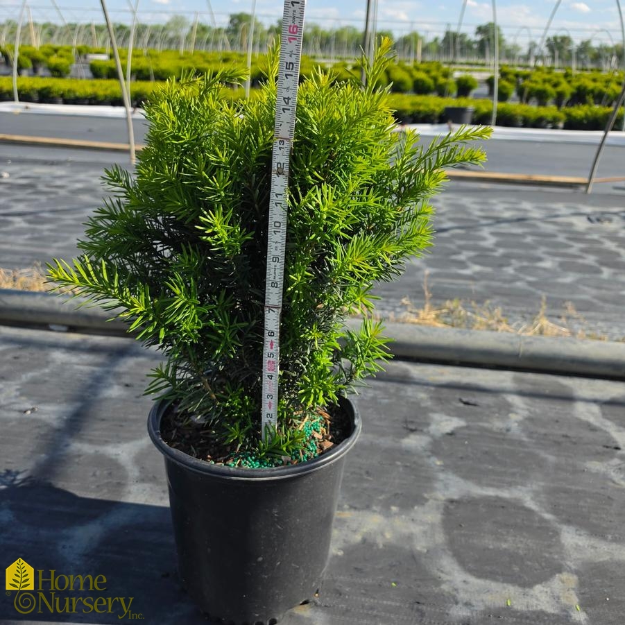 Taxus x media 'Hicksii'