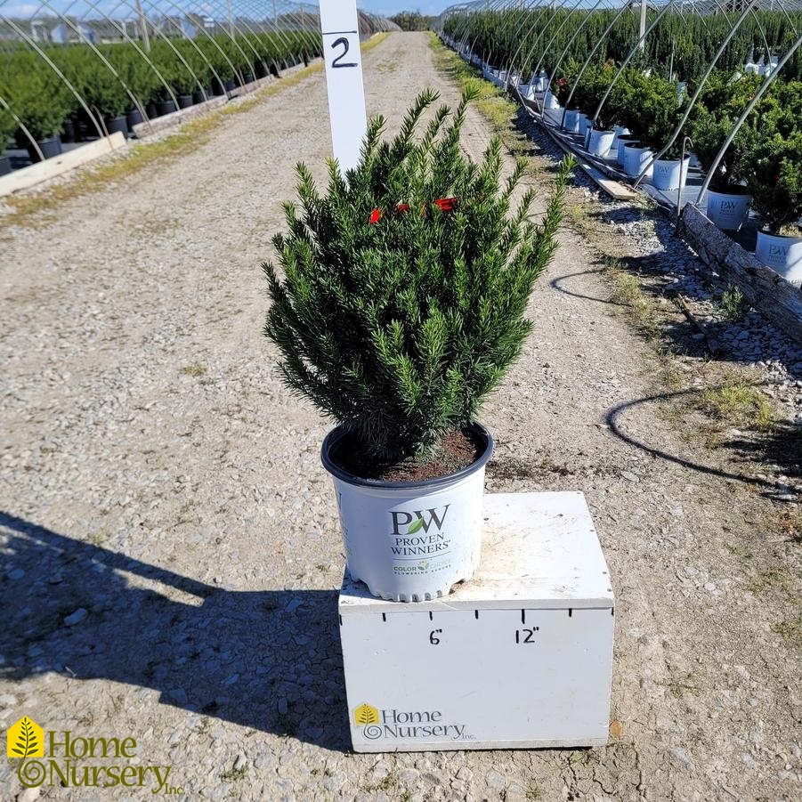 Taxus x media Stonehenge Dark Druid™