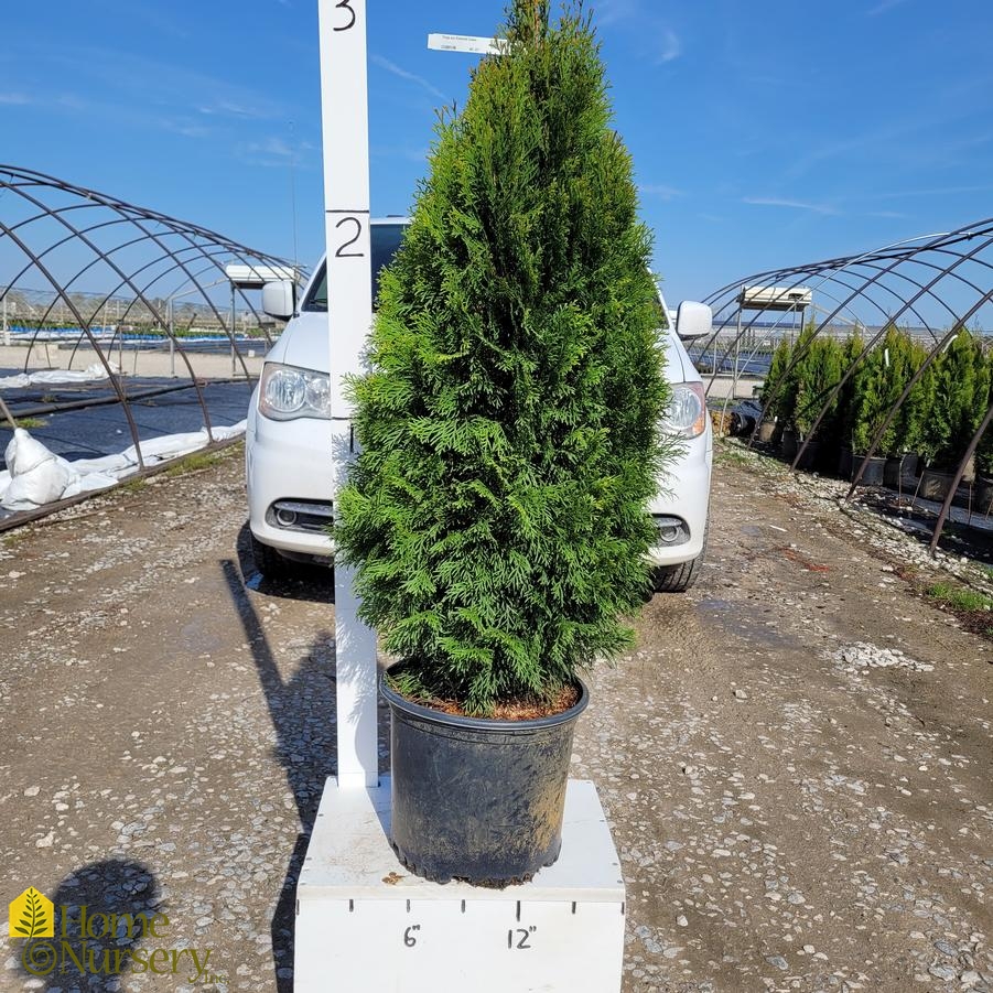 Thuja occidentalis 'Emerald Green'
