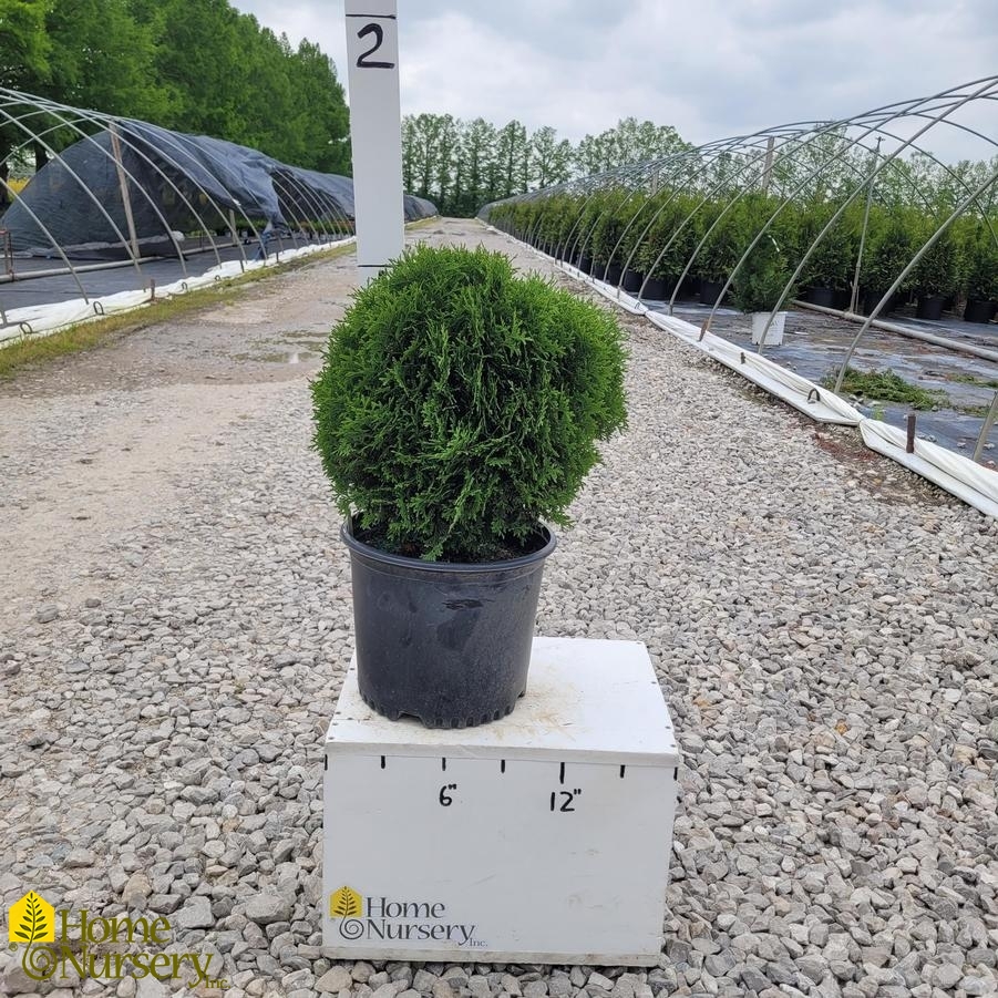 Thuja occidentalis 'Hetz Midget'