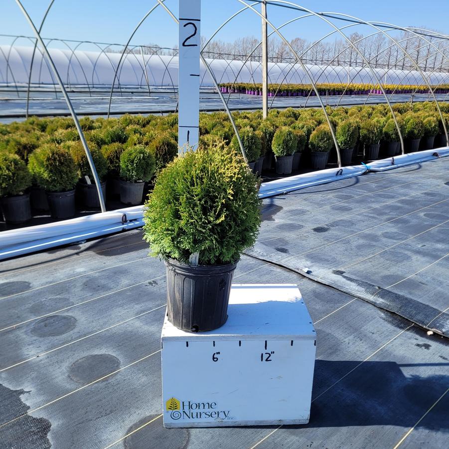 Thuja occidentalis 'Little Giant'