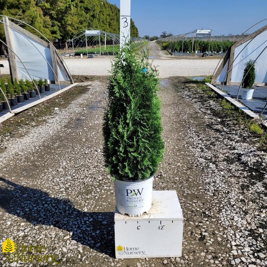 Thuja occidentalis North Pole®