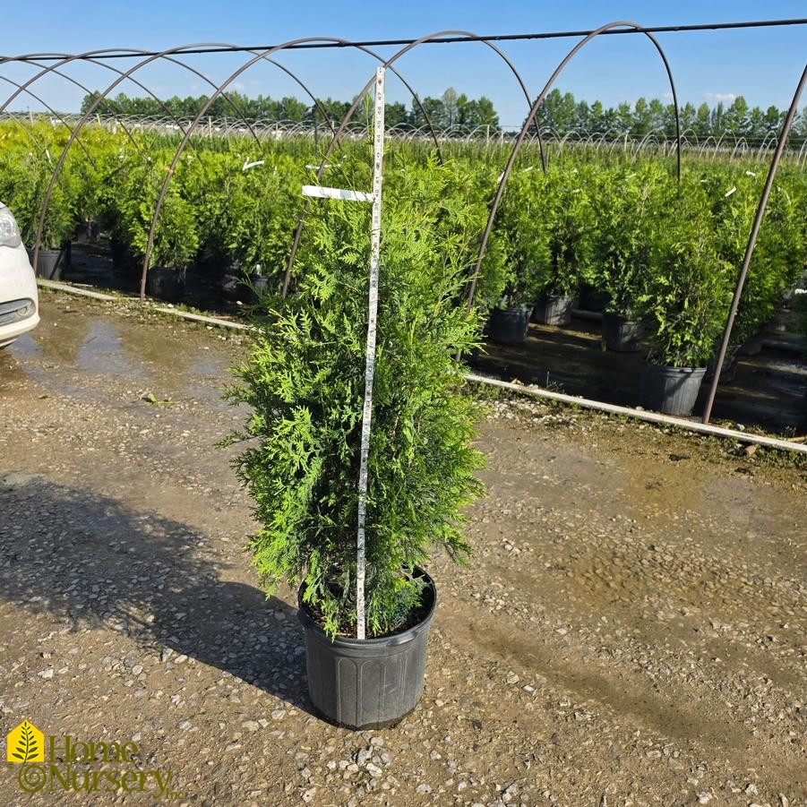 Thuja occidentalis 'Techny'