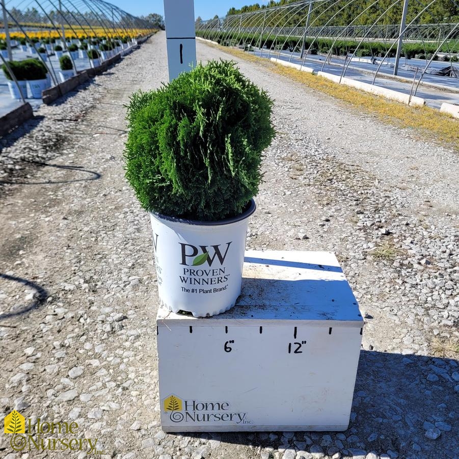 Thuja occidentalis Tater Tot®
