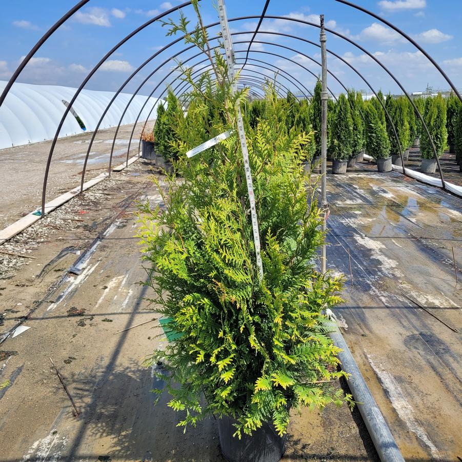 Thuja x 'Green Giant'