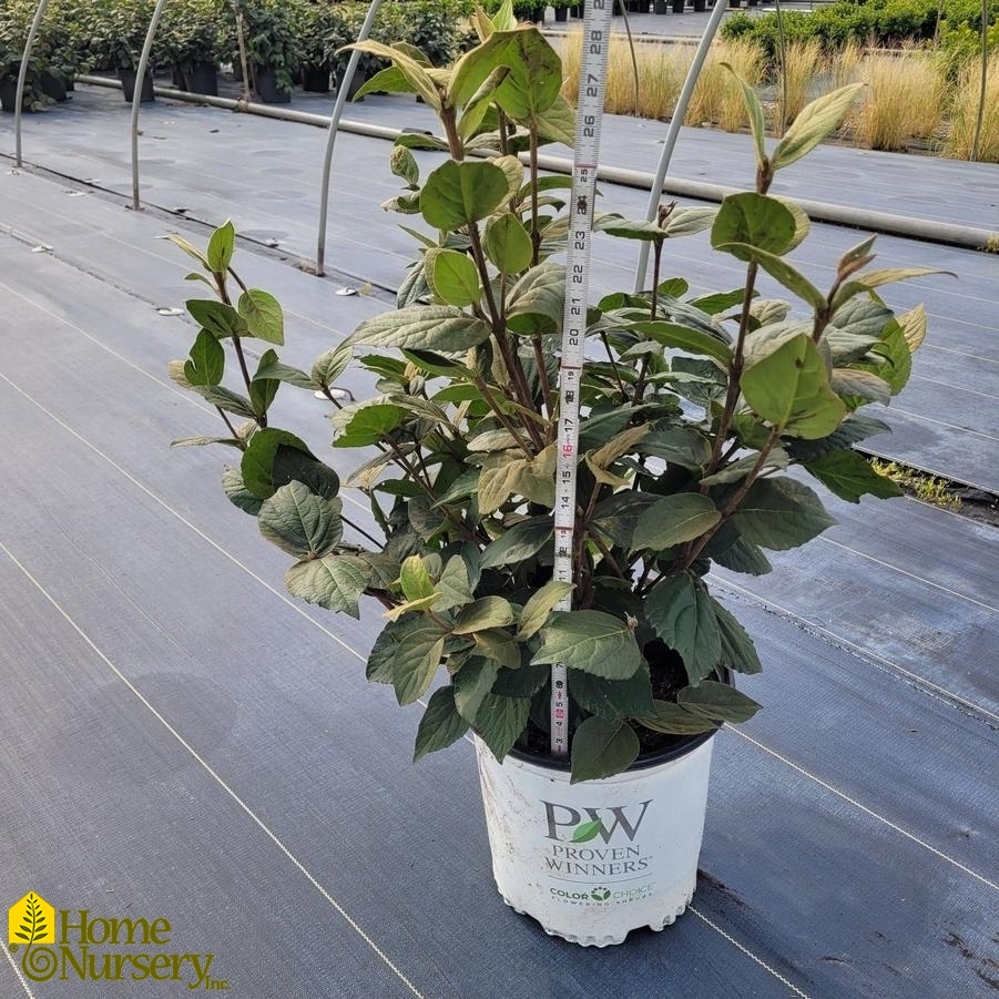 Viburnum carlesii Spice Girl&reg;