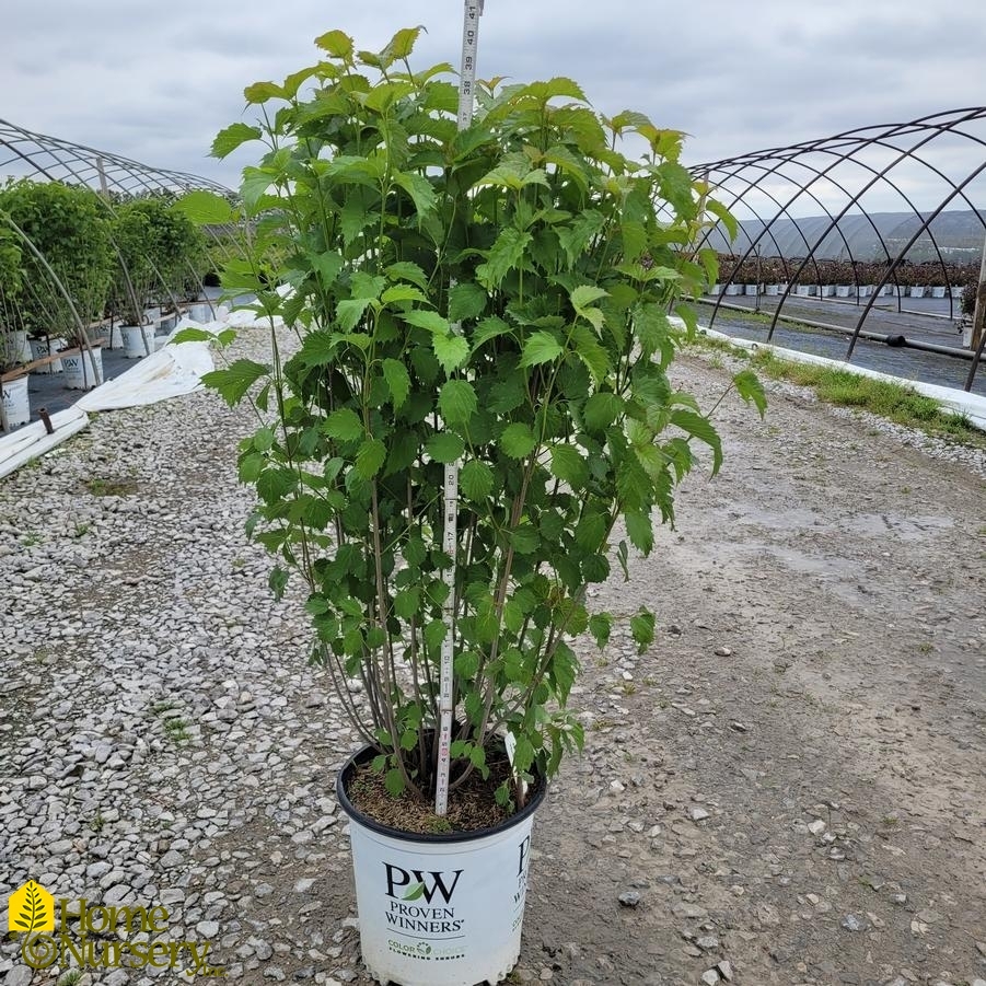 Viburnum dentatum Blue Muffin&reg;