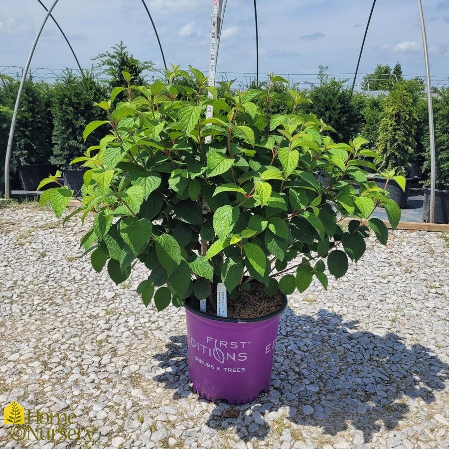 Viburnum plicatum Opening Day™