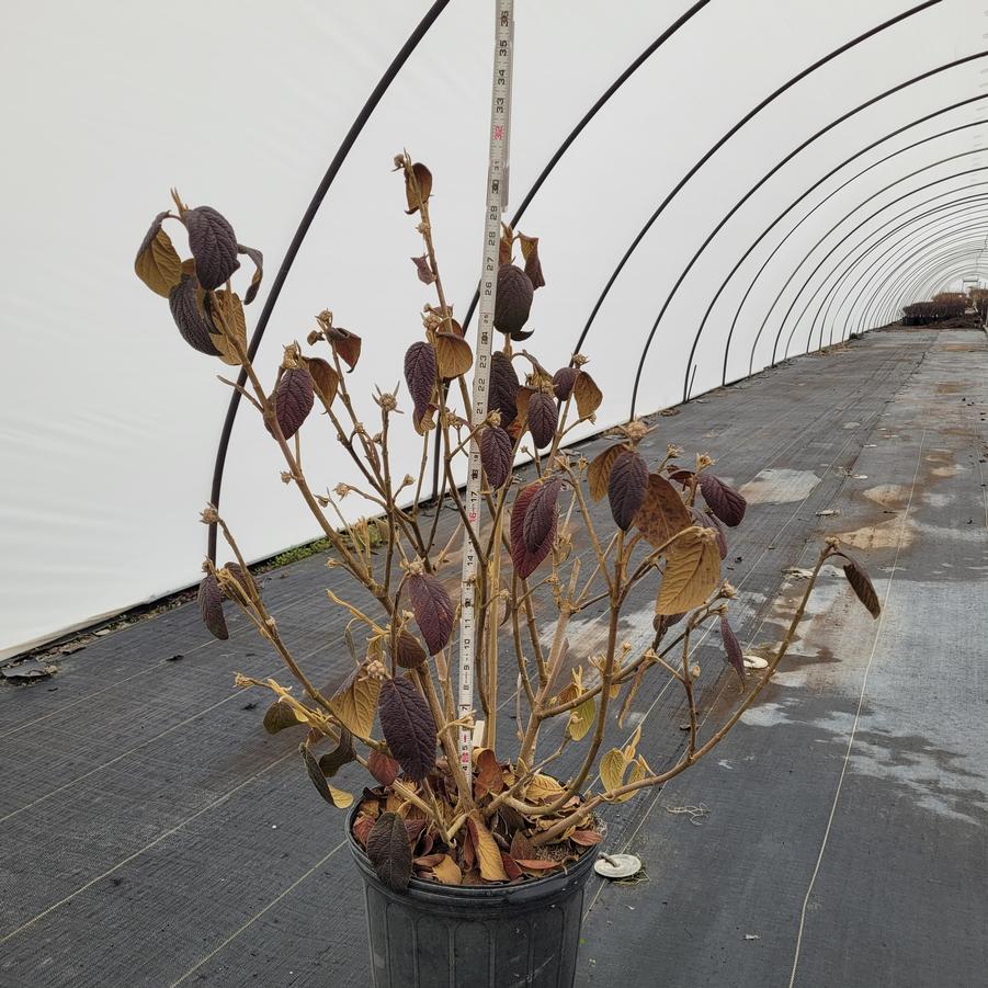 Viburnum x rhytidophylloides 'Allegheny'