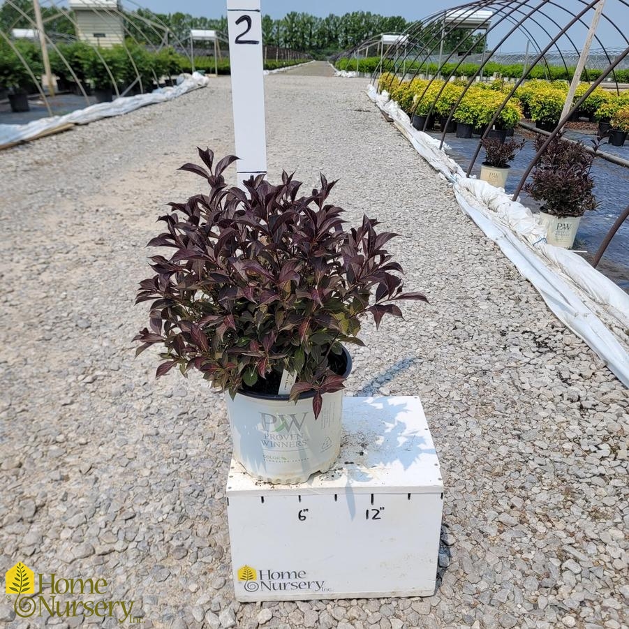 Weigela florida Wine & Roses®