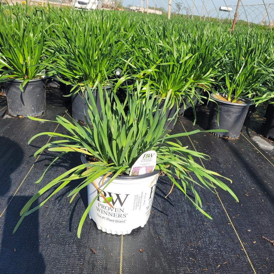 Allium x 'Serendipity'