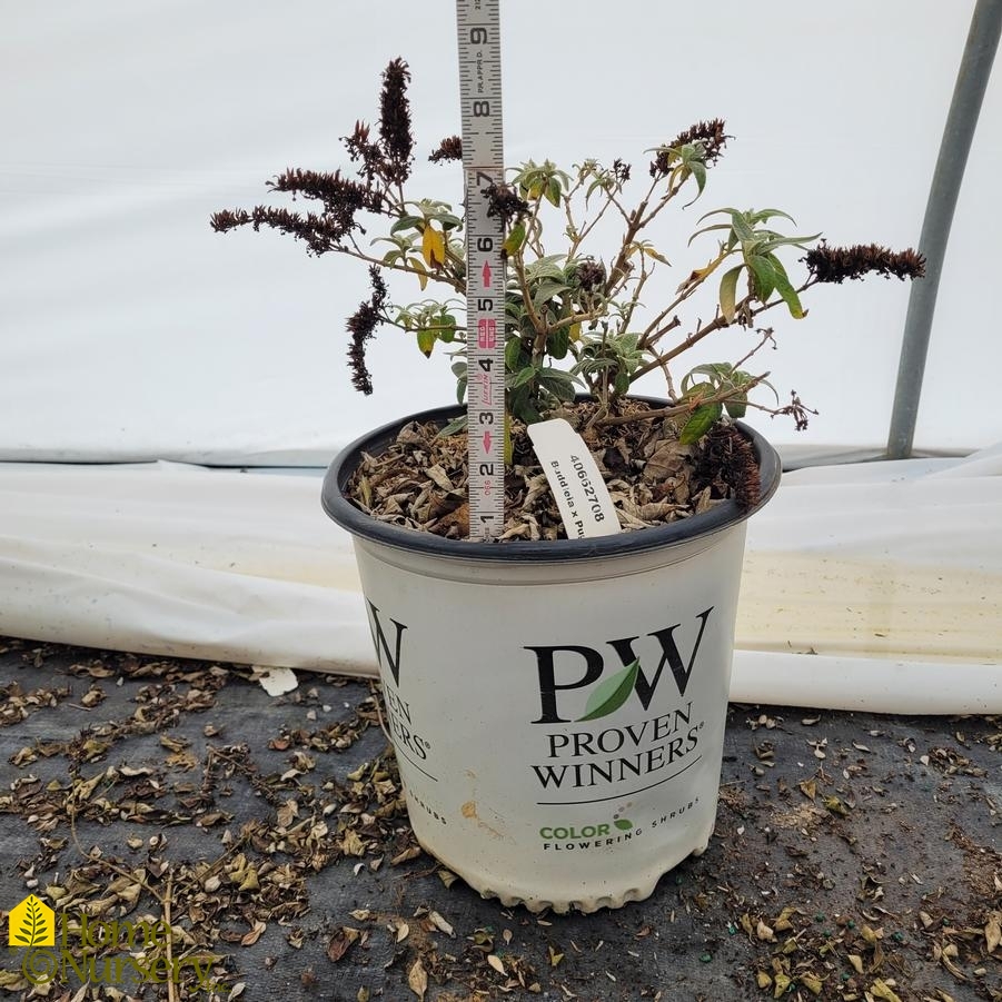 Buddleia x Pugster&reg; Amethyst