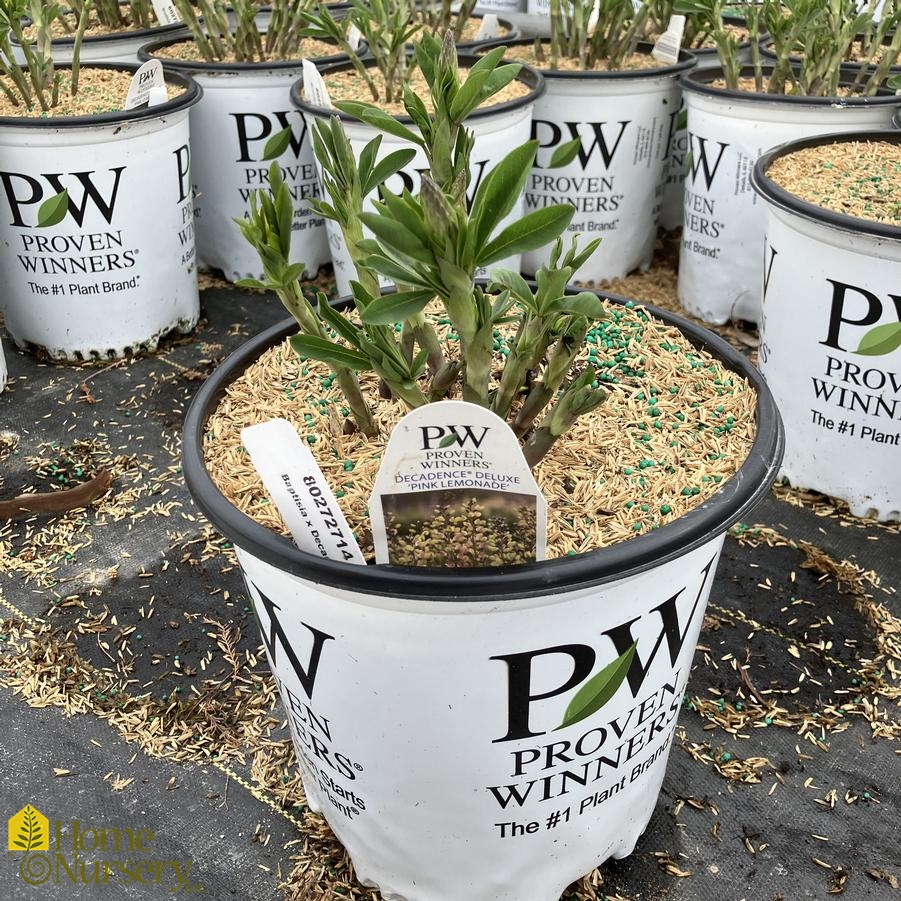 Baptisia x Decadence® Deluxe 'Pink Lemonade'