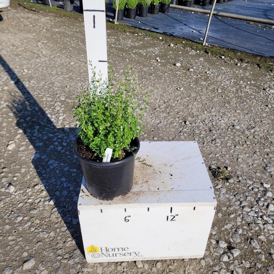 Calamintha nepeta subsp. nepeta 
