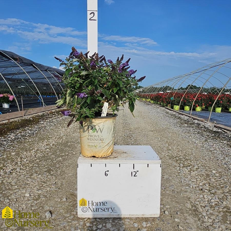 Buddleia x Pugster Blue®