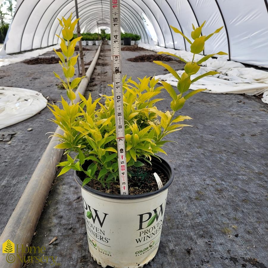 Deutzia gracilis Chardonnay Pearls®