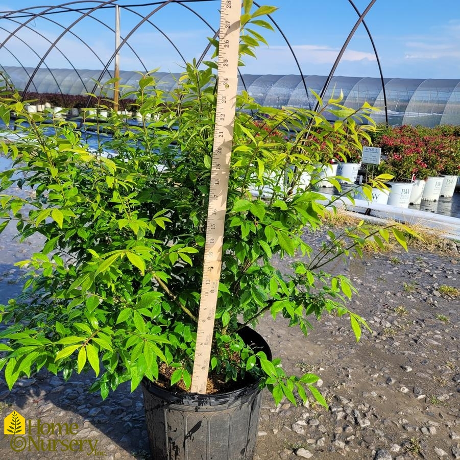 Euonymus alatus Little Moses®