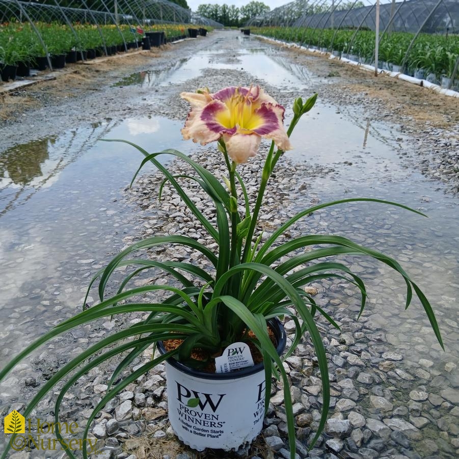 Hemerocallis x Rainbow Rhythm® 'Sound of My Heart'