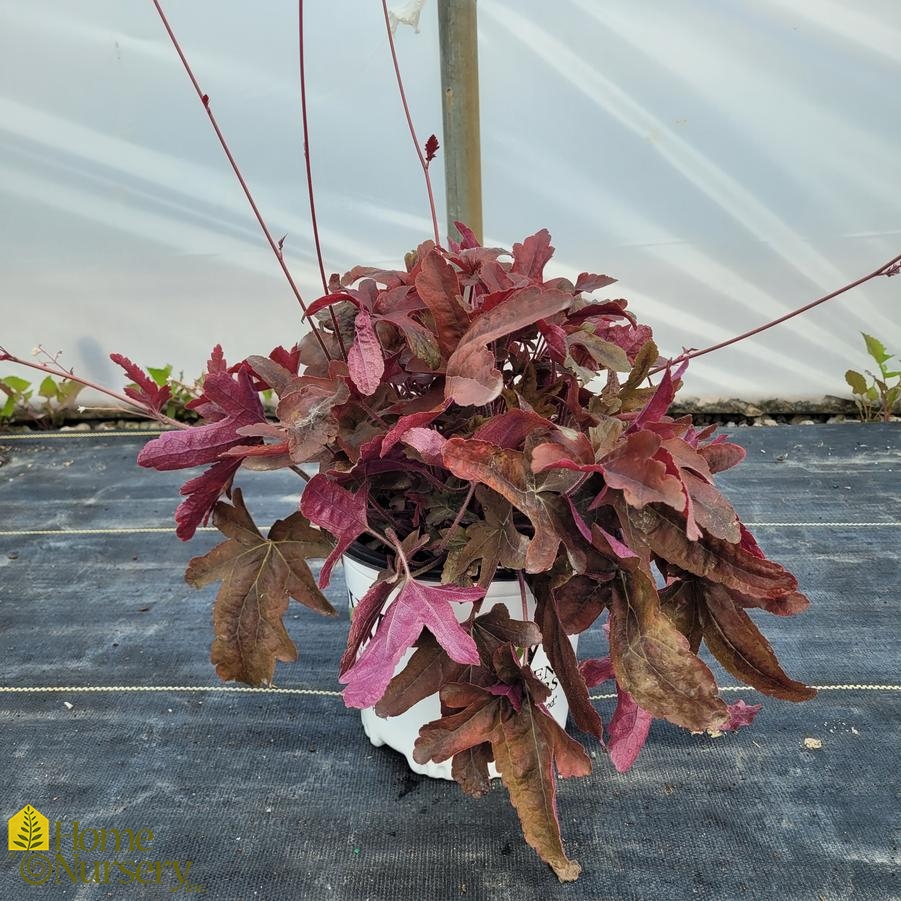 Heucherella Fun and Games® 'Red Rover'