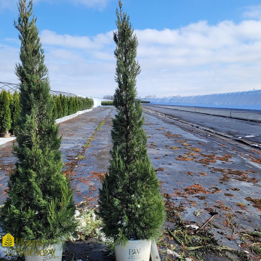 Juniperus chinensis Gin Fizz®