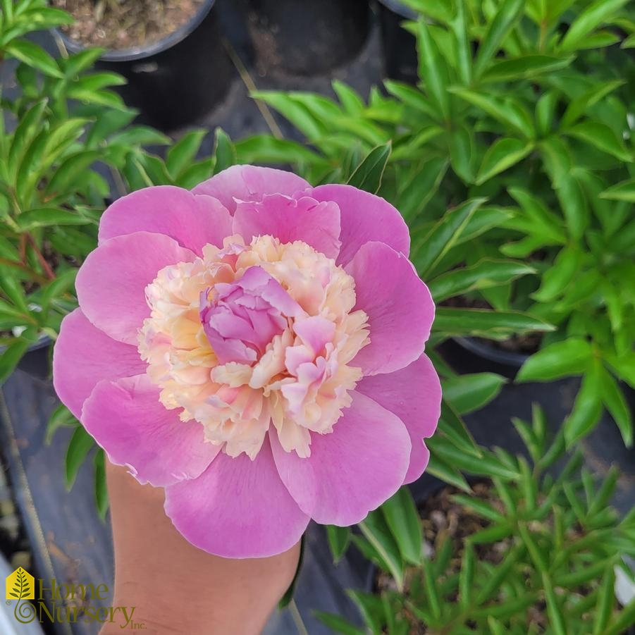 Paeonia lactiflora 'Sorbet'