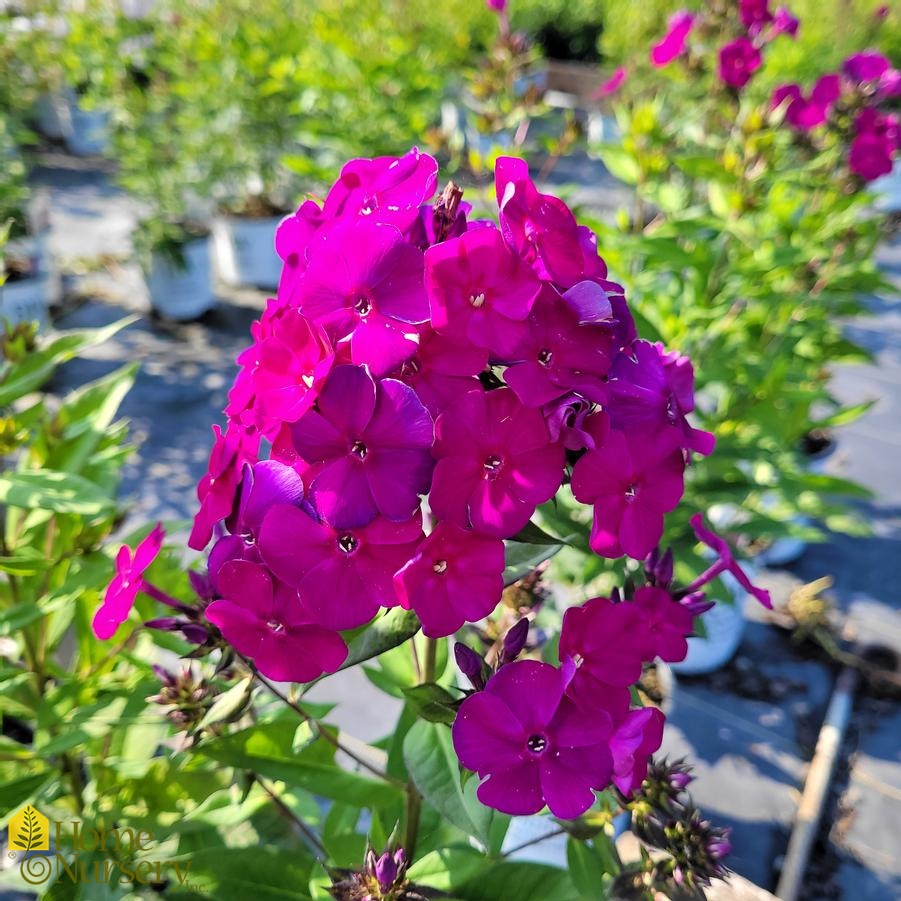 Phlox paniculata Luminary™ 'Ultraviolet'