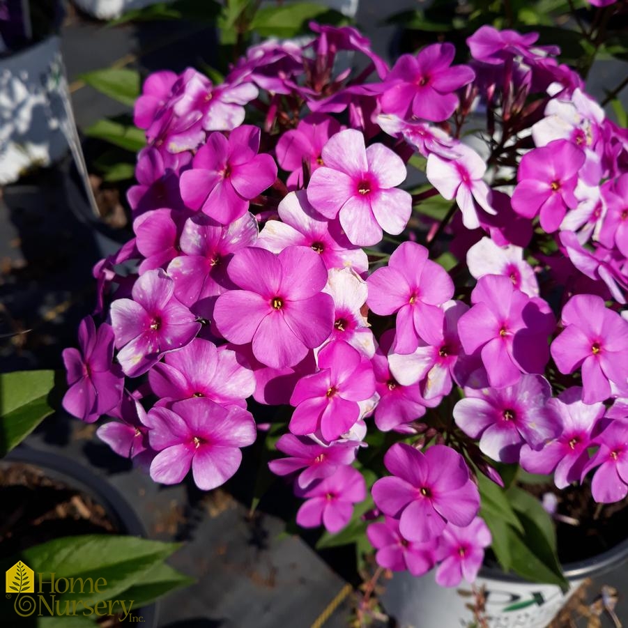 Phlox x 'Cloudburst'