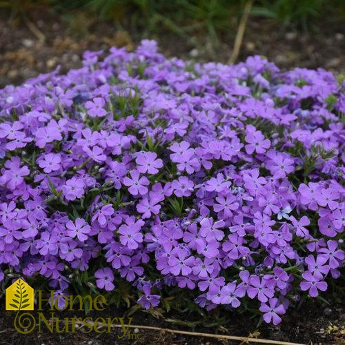 Phlox x Mountainside™ 'Crater Lake'