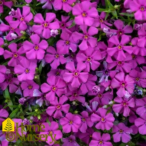 Phlox x Mountainside™ 'Majestic Magenta'