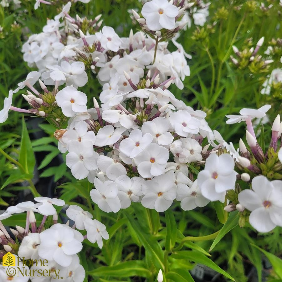 Phlox x 'Opening Act White'