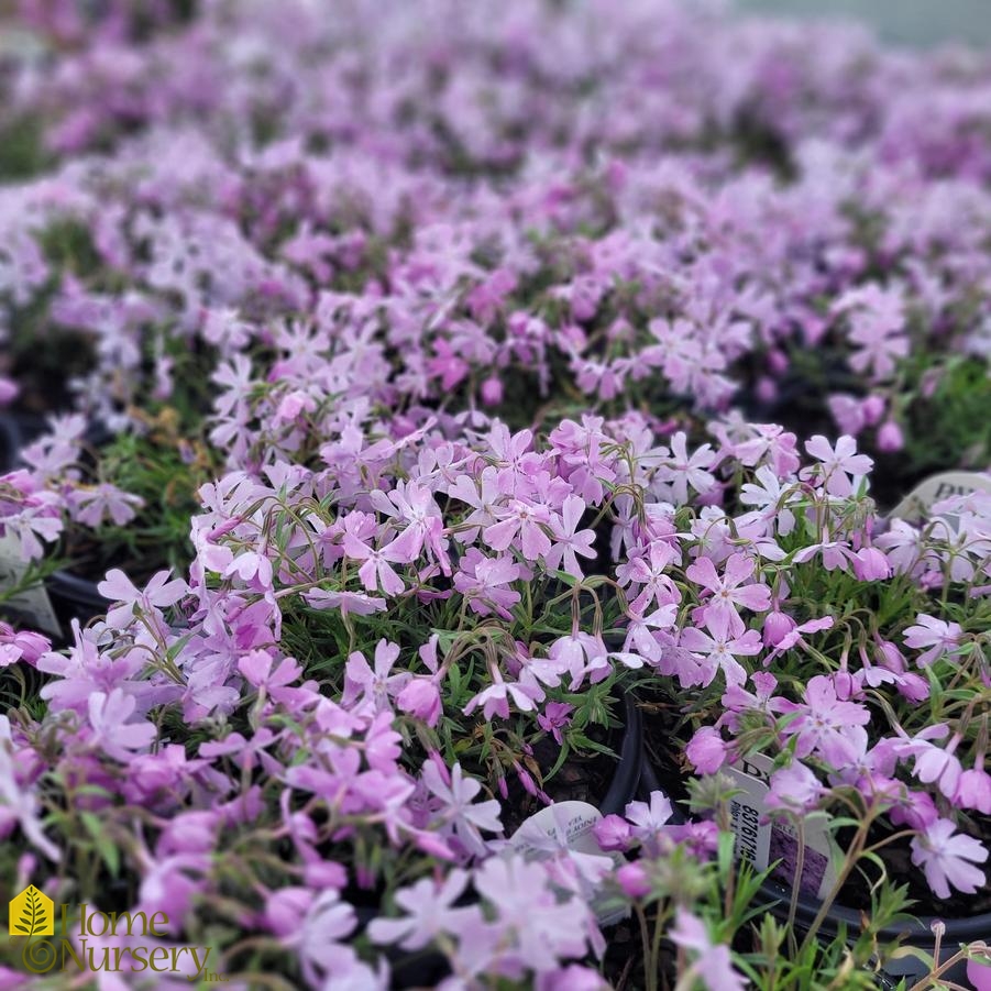 Phlox subulata Spring Bling™ 'Pink Sparkles'