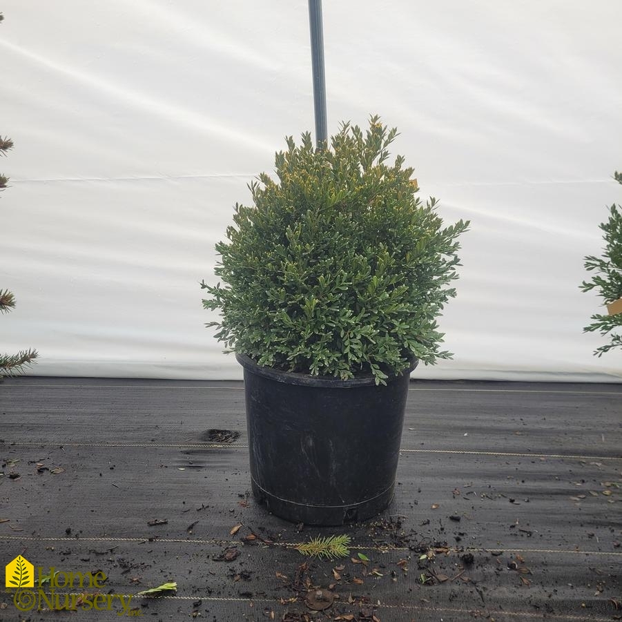 Buxus x 'Green Gem'