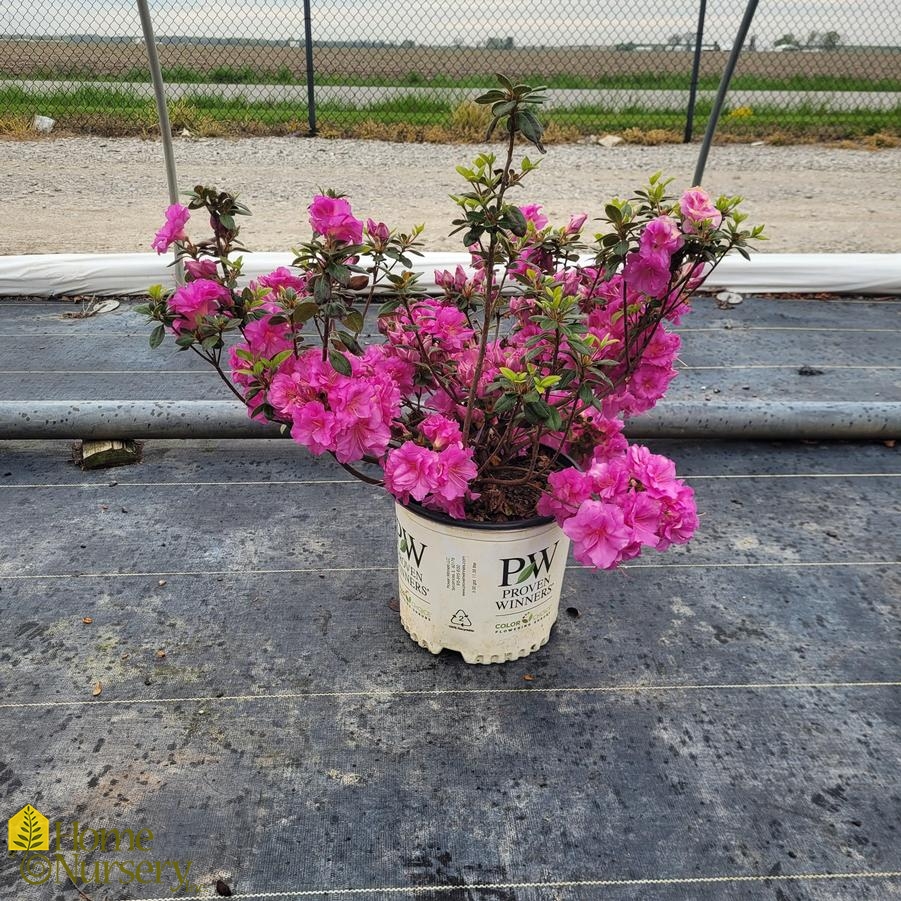 Rhododendron x Perfecto Mundo® Double Purple