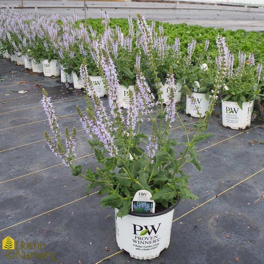 Salvia nemerosa Color Spires® 'Crystal Blue'