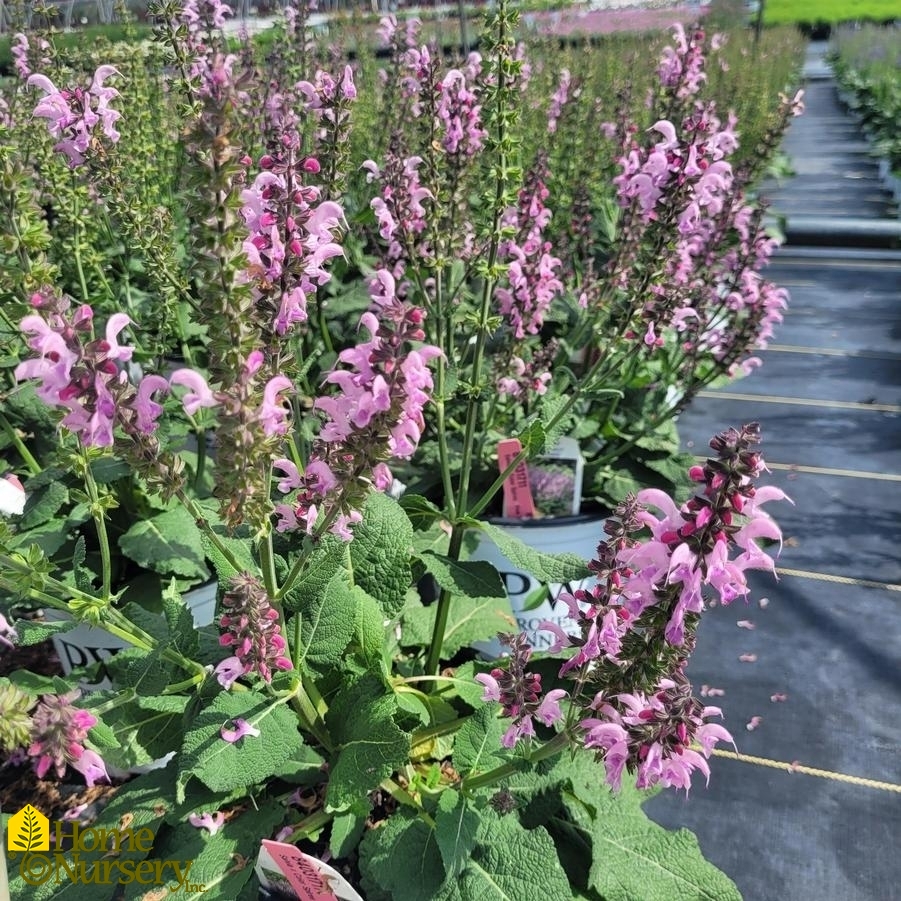 Salvia nemerosa Color Spires® Pink Dawn