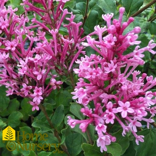 Syringa x Bloomerang® Dwarf Pink