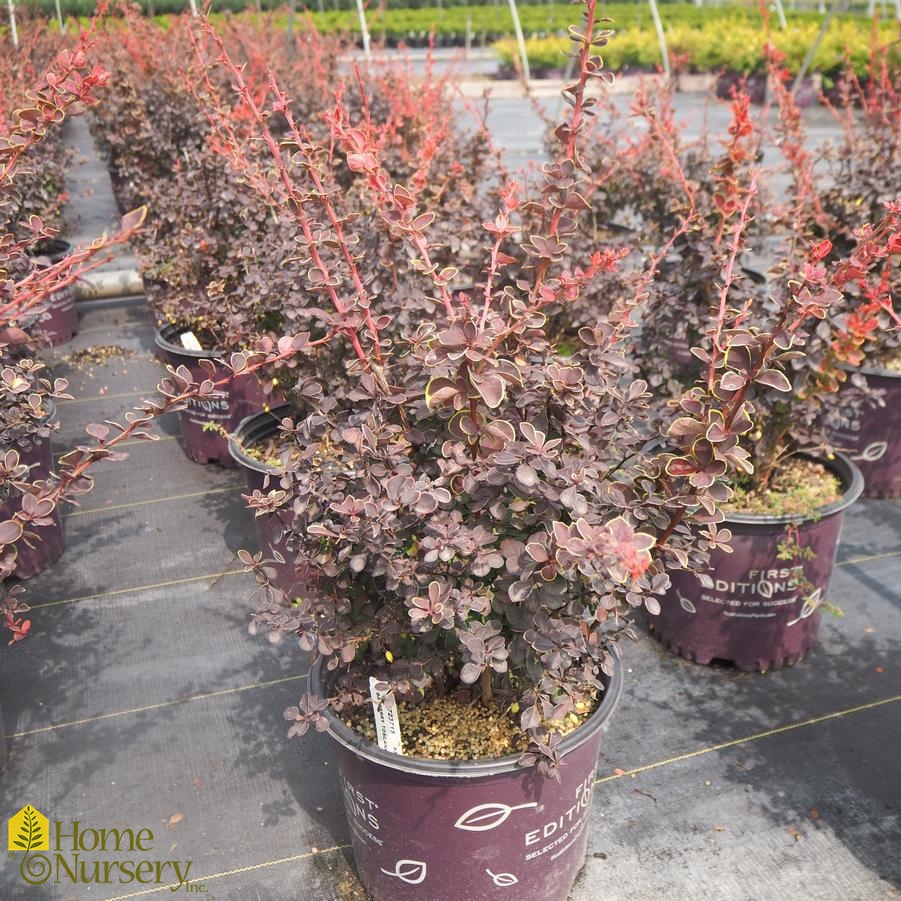 Berberis thunbergii Toscana™