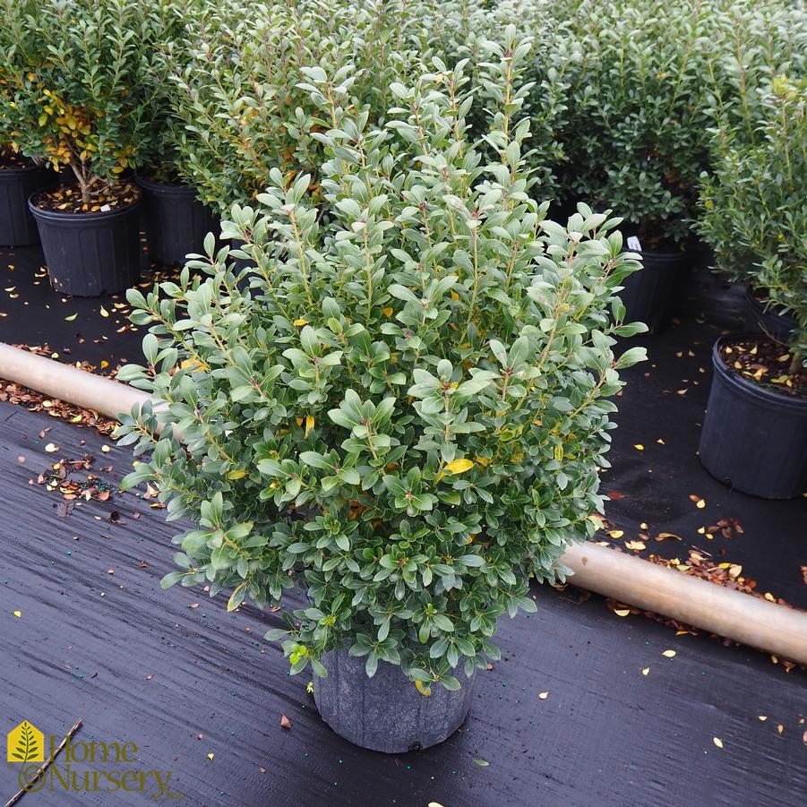 Ilex glabra 'Nigra'