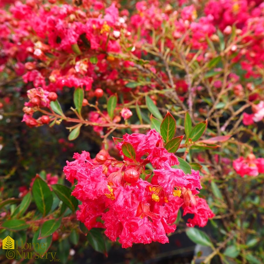 Lagerstroemia Cherry Dazzle