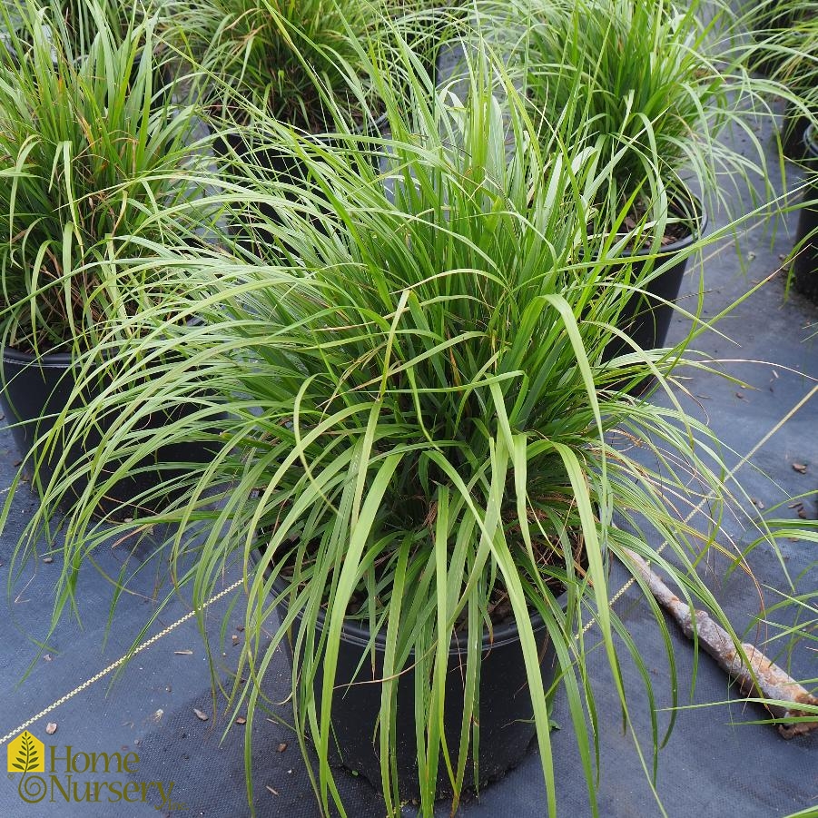 Calamagrostis Arundinacea Var Brachytricha Caspian Feather Reed Grass From Home Nursery