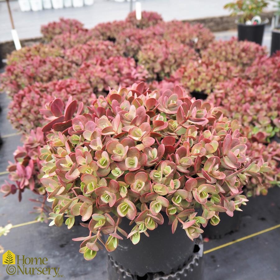 Sedum x SunSparkler® Cherry Tart Stonecrop from Home Nursery