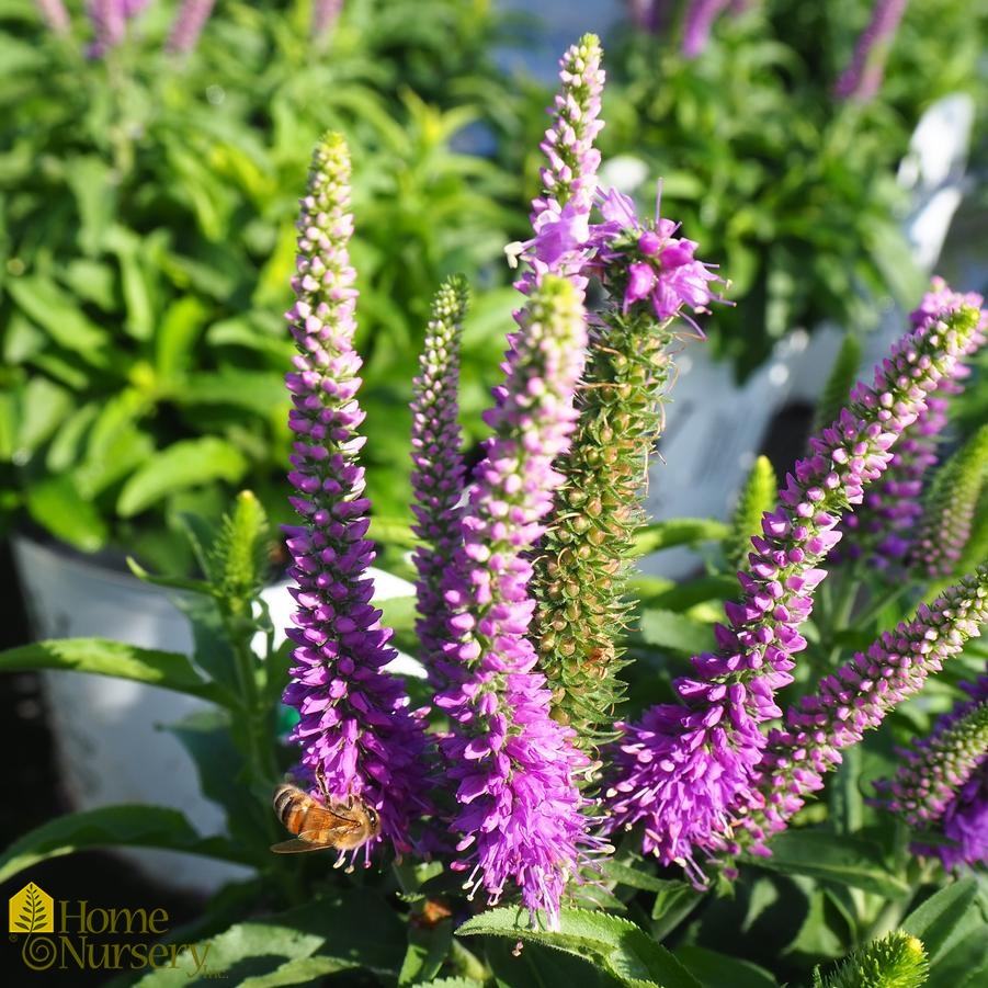 Veronica x Magic Show® 'Purple Illusion'