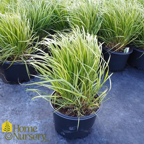 Calamagrostis x acutiflora 'Eldorado'