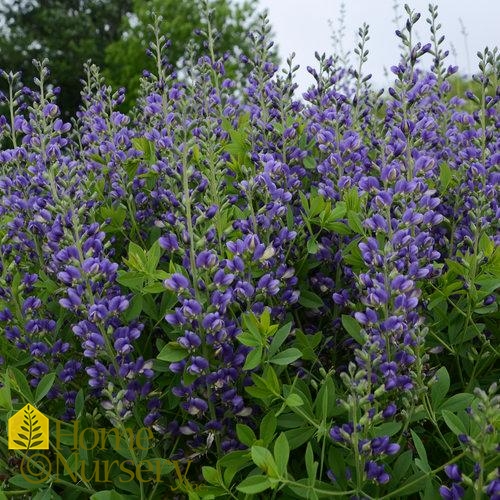 Baptisia x Decadence® 'Blueberry Sundae'